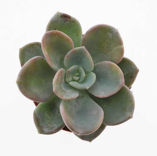 Echeveria Hybrid 8cm 5.5cm Pot