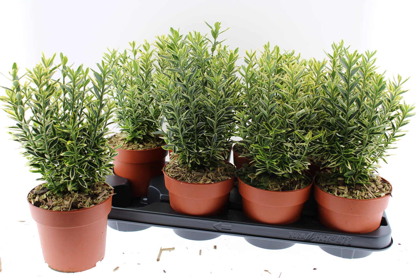Euonymus japonicus Microphyllus Aureovariegatus 30cm 13cm Pot