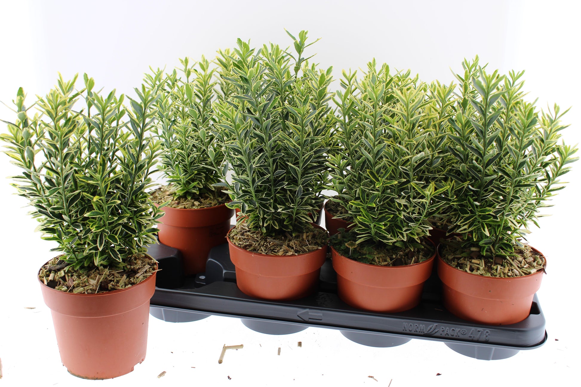 Euonymus japonicus Microphyllus Aureovariegatus 30cm 13cm Pot