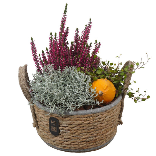 Outdoor arrangement 31cm 22cm Pot