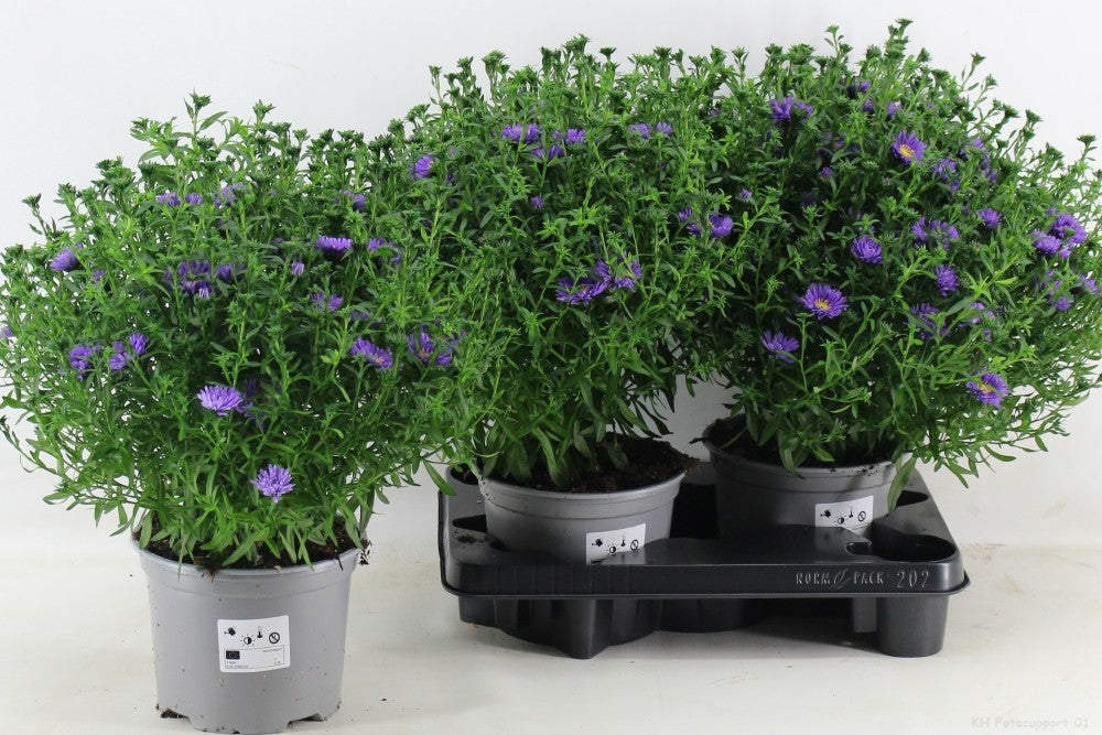 Aster Alpha Dark Purple Launch 35cm 17cm Pot