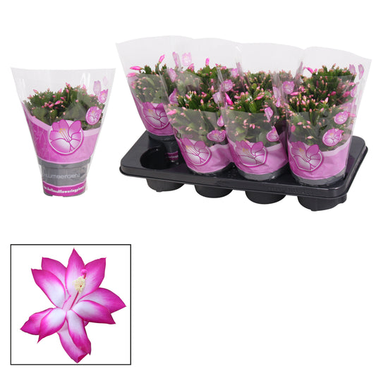 Schlumbergera Dark Eva 27cm 13cm Pot