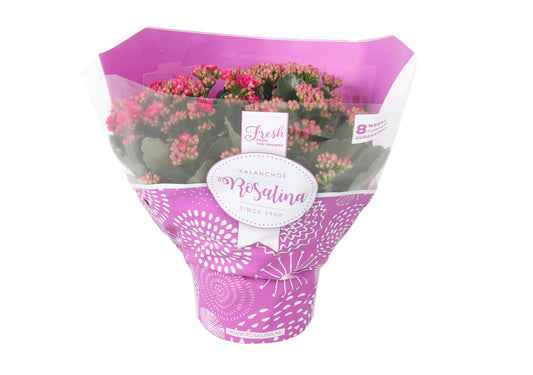 Kalanchoe Rosalina Don Victorio 27cm 15cm Pot