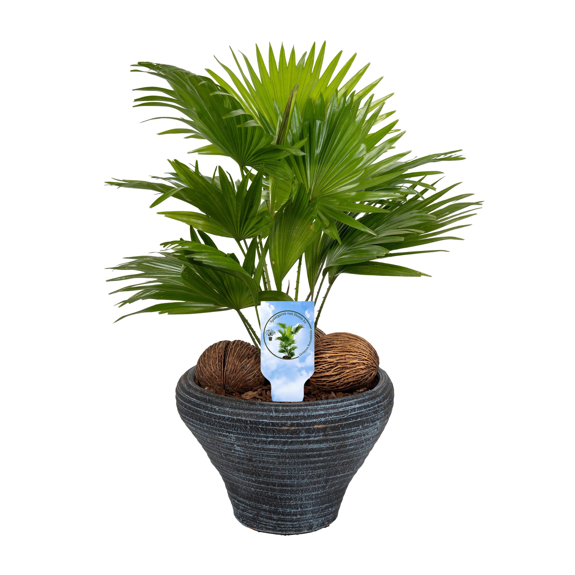 Livistona rotundifolia 50cm 26cm Pot
