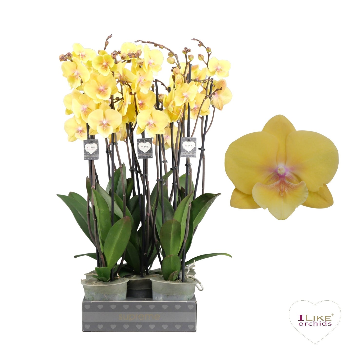 Phalaenopsis Manta Palau 65cm 12cm Pot