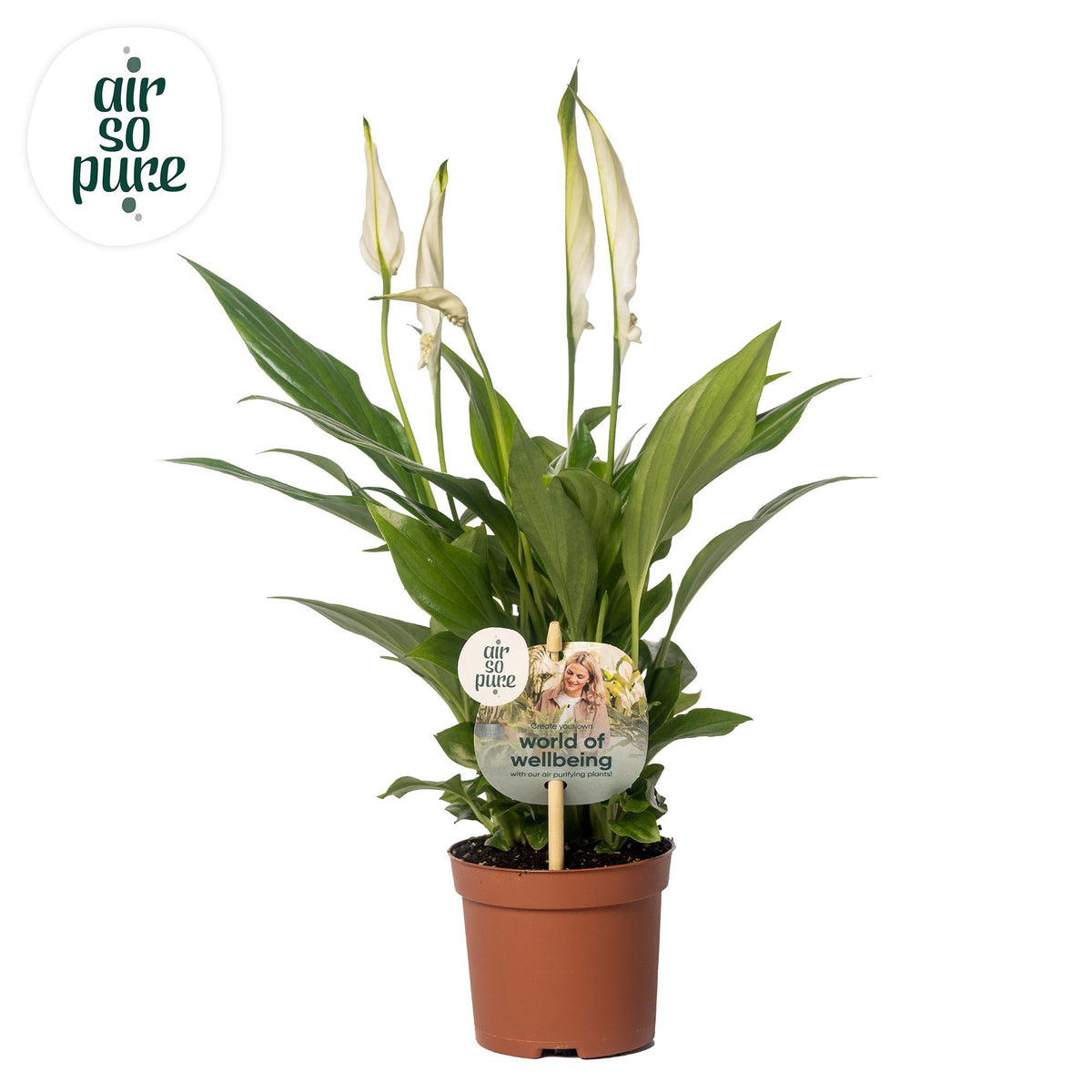 Spathiphyllum Chopin 30cm 9cm Pot