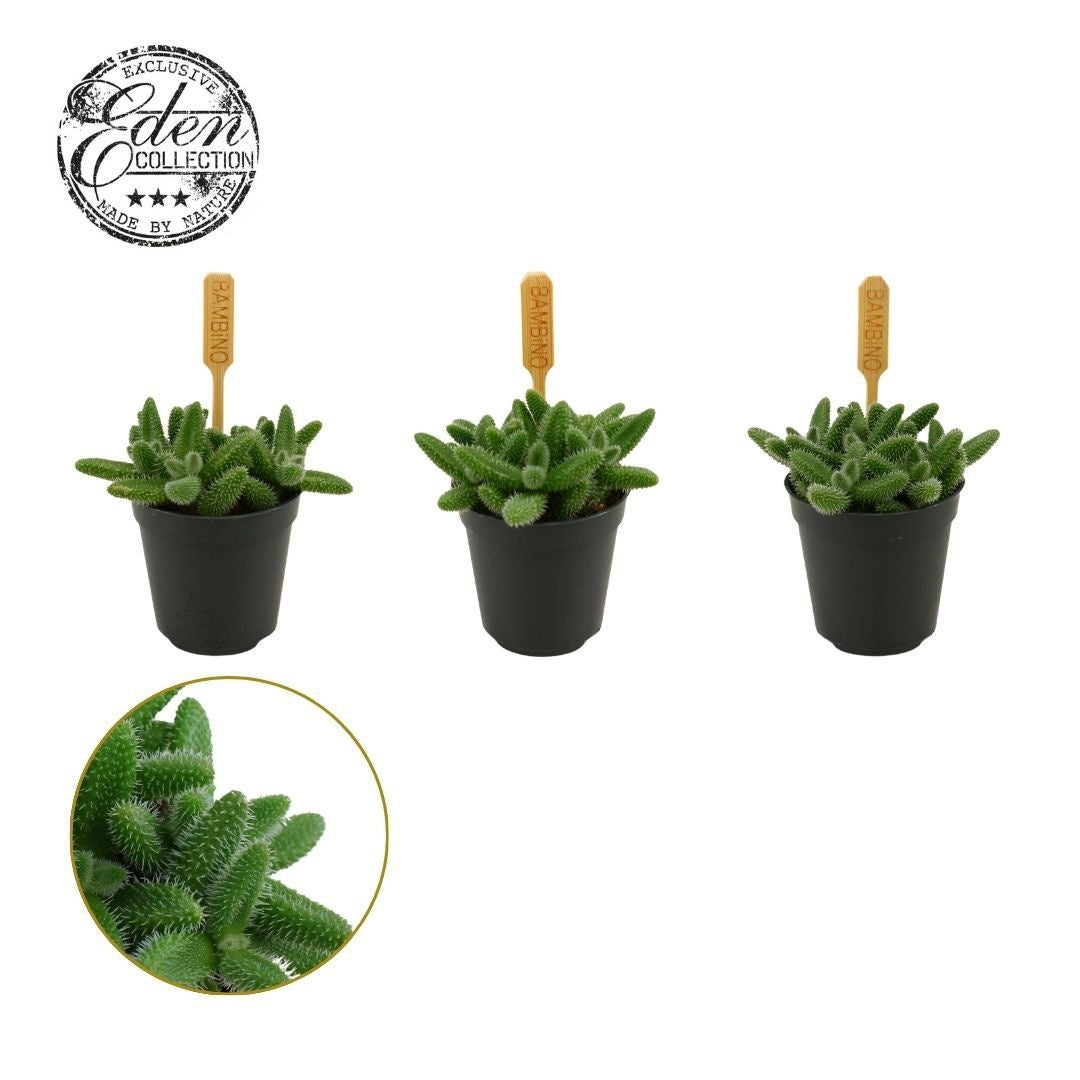 Delosperma echinatum 10cm 505cm Pot