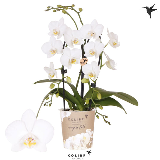 OK Plant Phalaenopsis white cascade Pack of 8