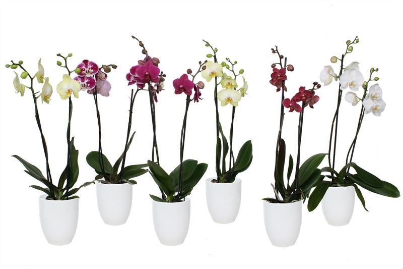 Phalaenopsis mix 55cm 12cm Pot