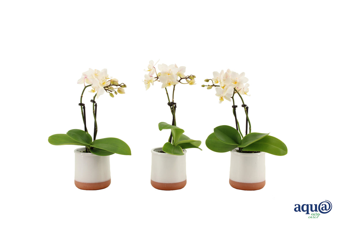 Phalaenopsis hybrid 17cm 6cm Pot