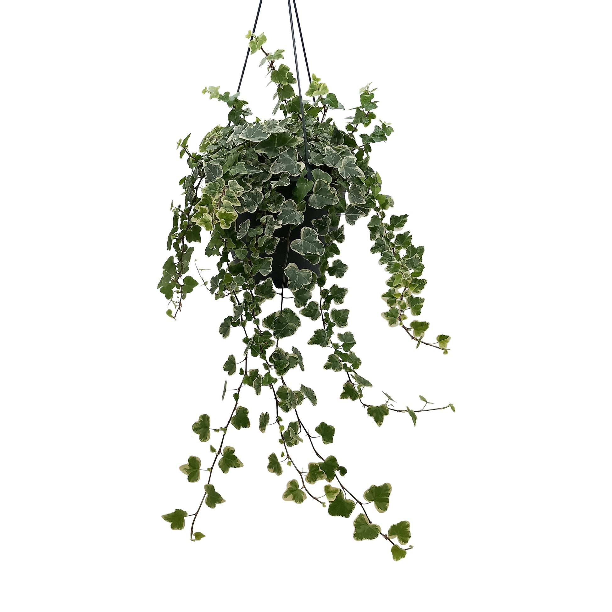 Quakelplant BV Hedera White Wonder Pack of 4