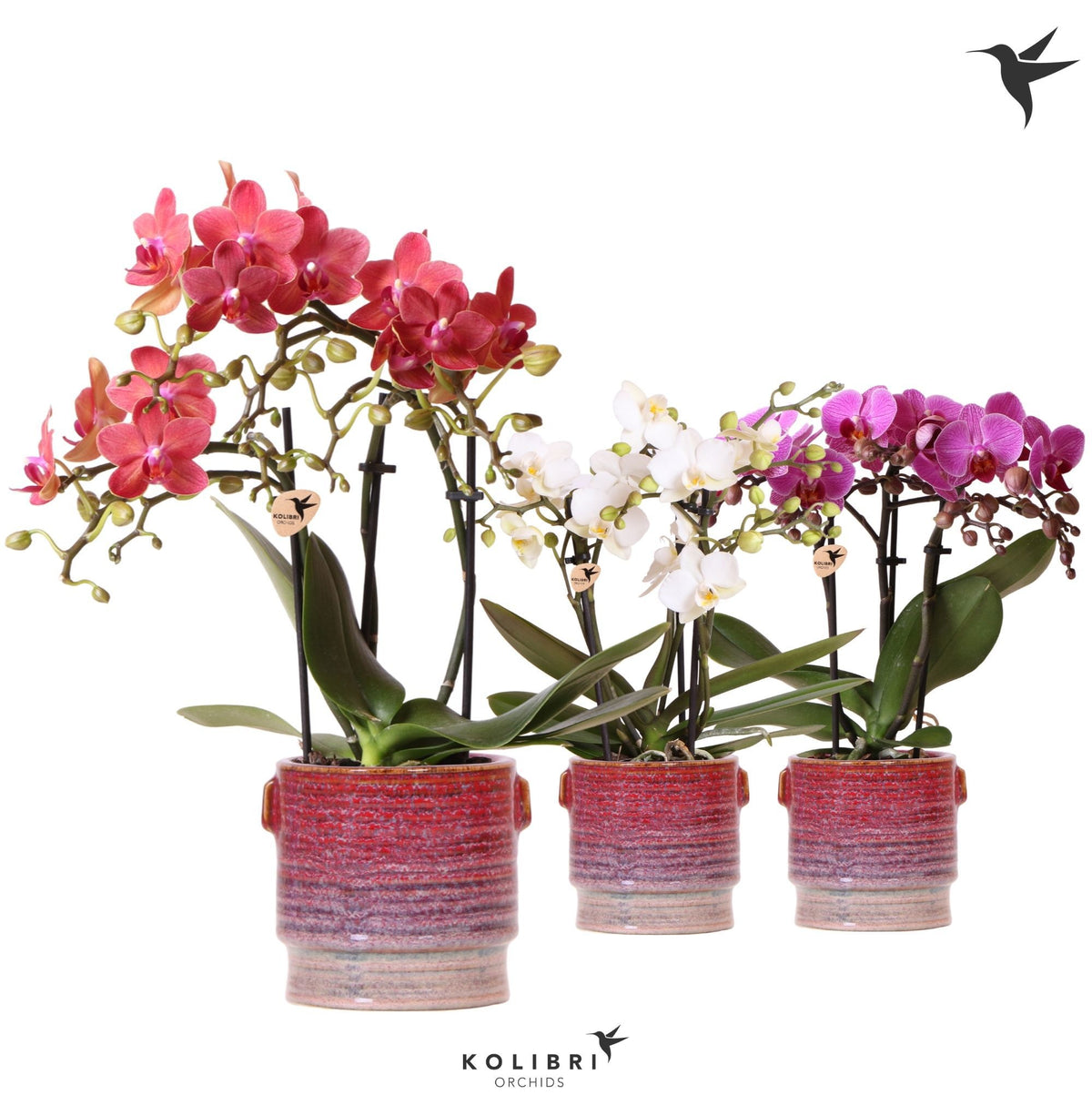 Phalaenopsis mix 40cm 9cm Pot