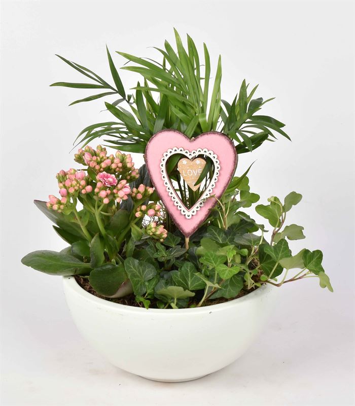 Indoor green arrangement 20cm Pot