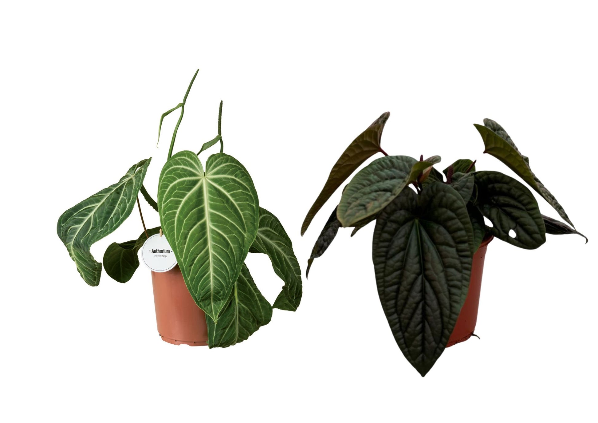 Anthurium andraeanum 70cm 21cm Pot