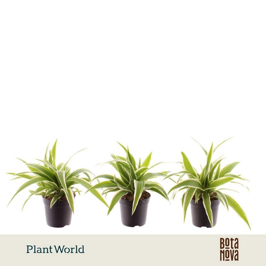 Chlorophytum Ocean 15cm 7cm Pot