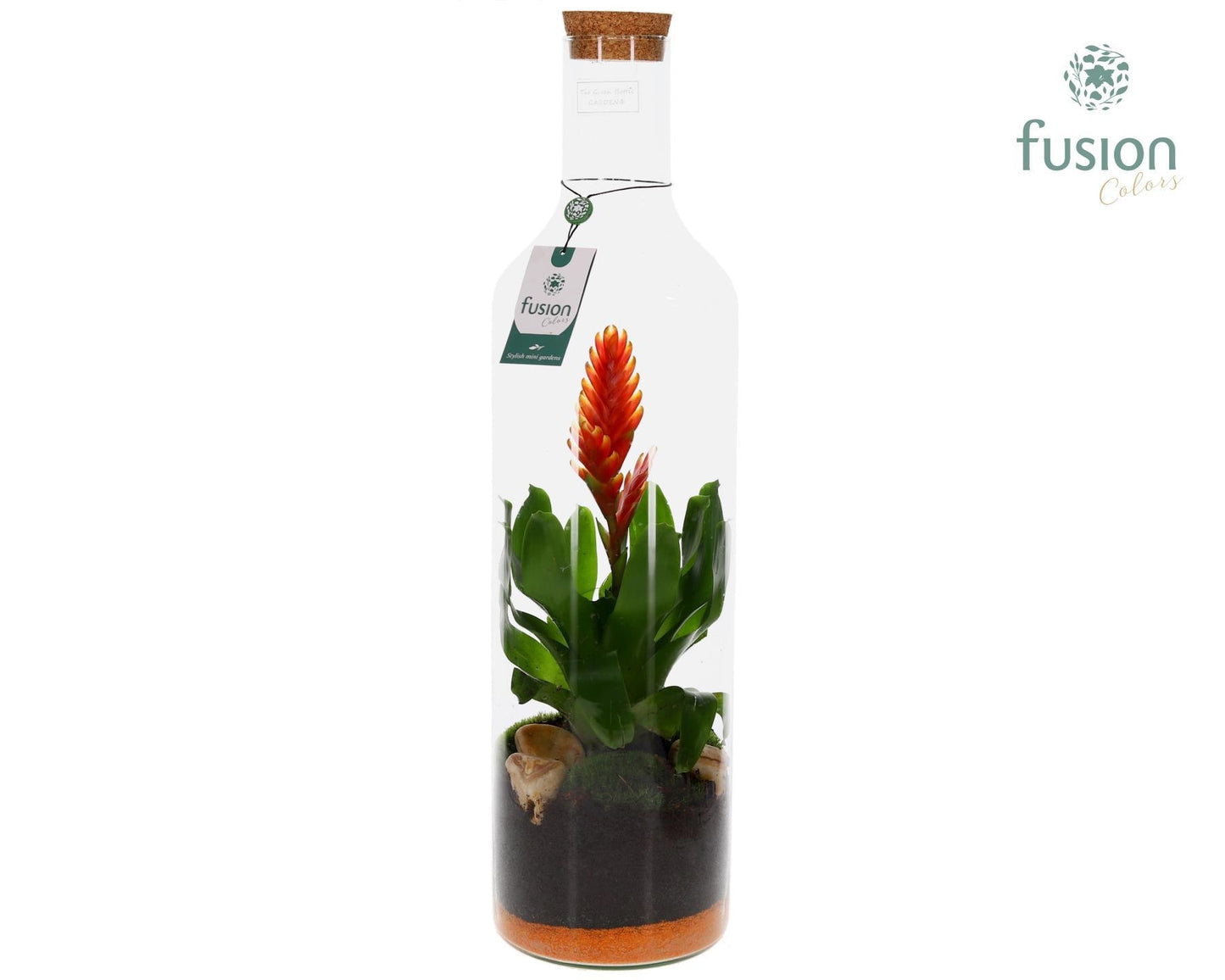 arr. Bromelia 65cm 17cm Pot