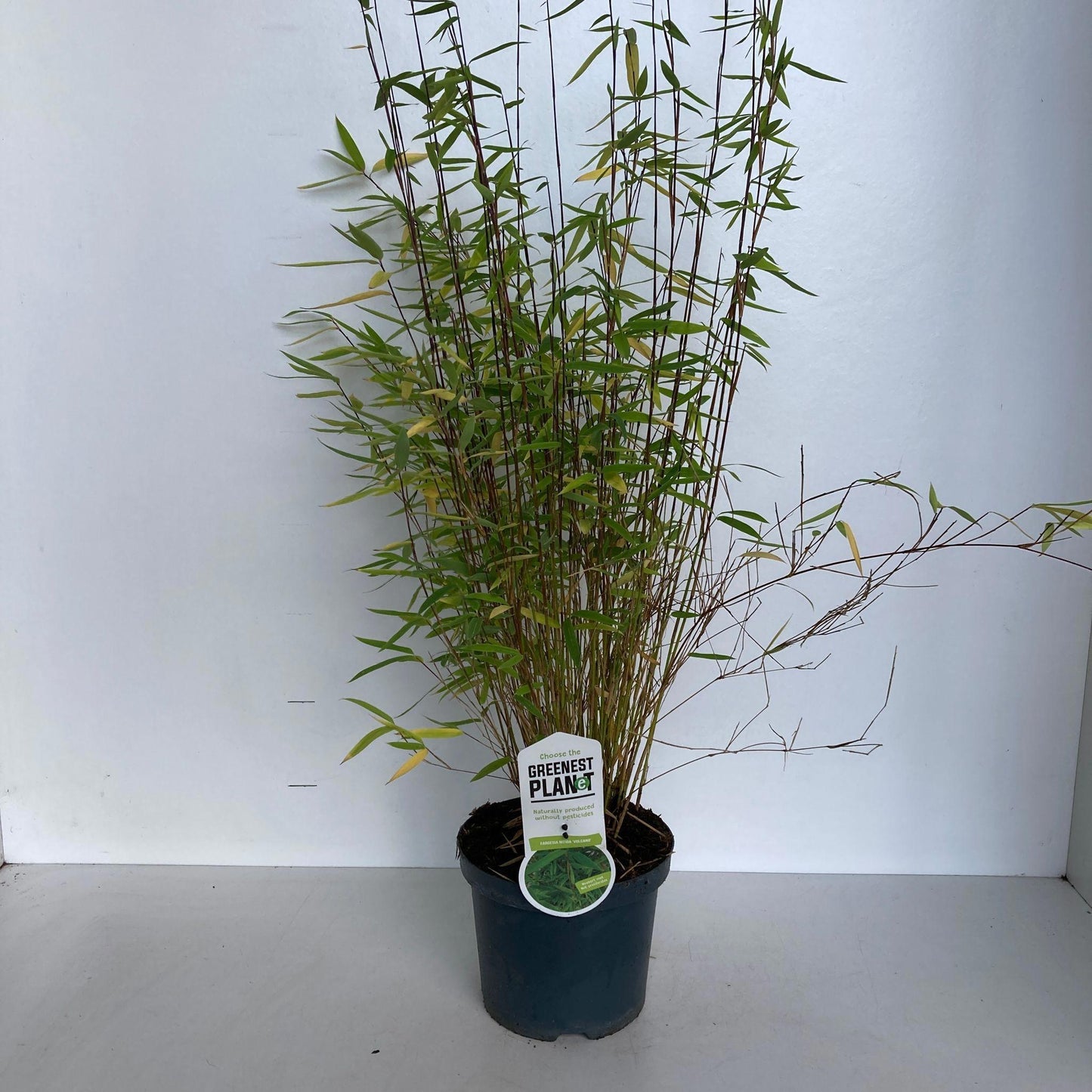 Fargesia nit. Volcano 80cm 19cm Pot