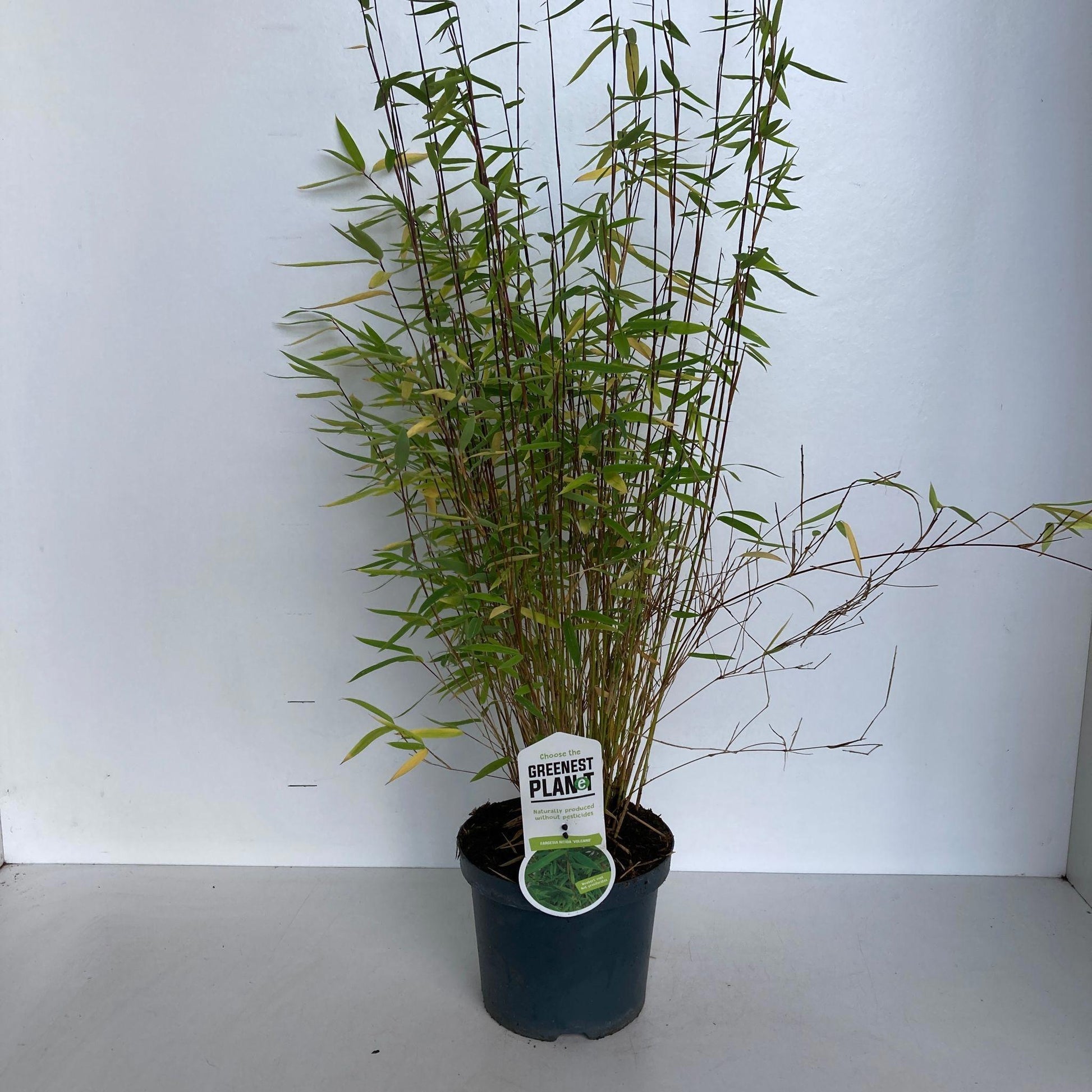 Fargesia nit. Volcano 80cm 19cm Pot