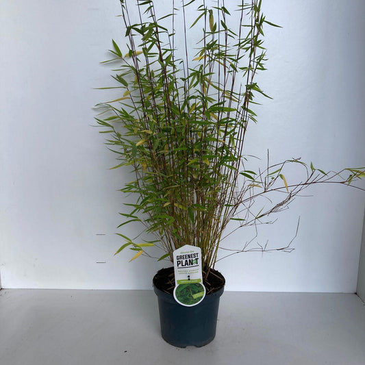 Fargesia nit. Volcano 80cm 19cm Pot