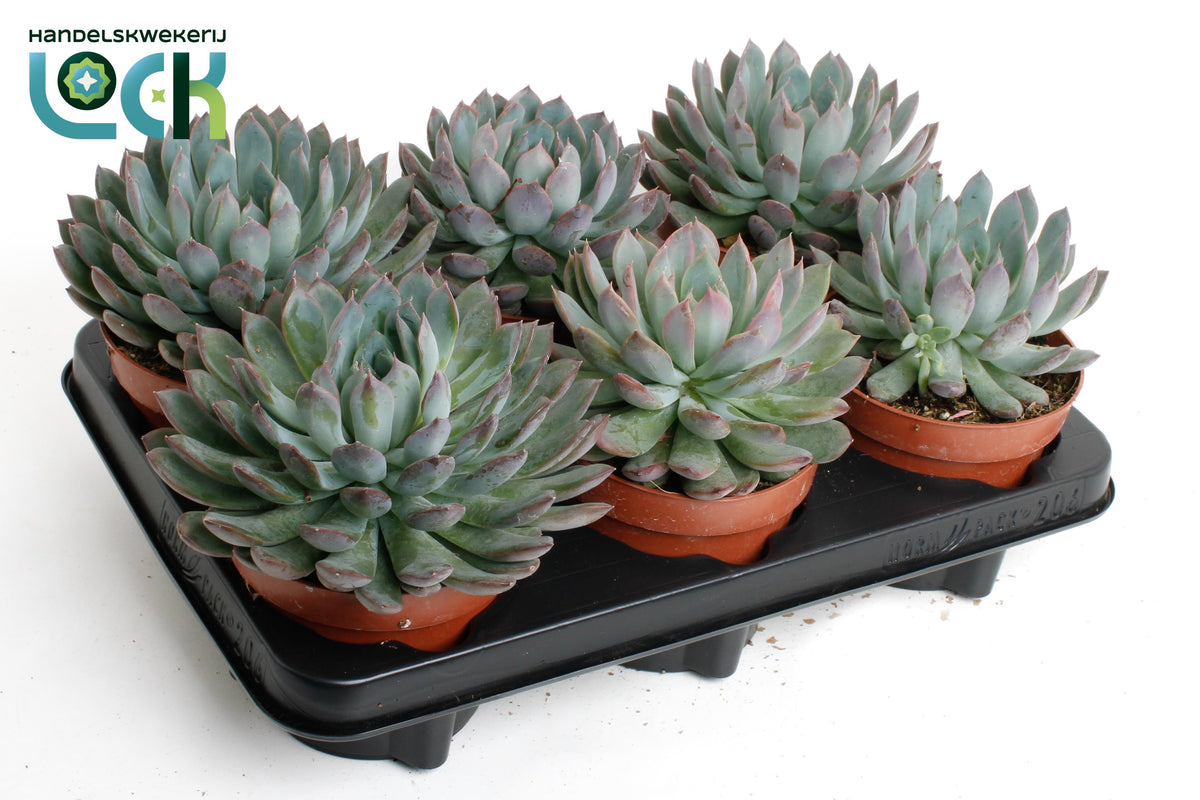 Echeveria Hybrid 15cm 12cm Pot