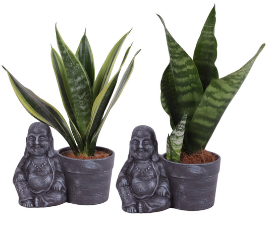 Sansevieria trifasciata 30cm 19cm Pot