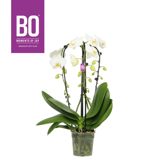 Phalaenopsis white 50cm 12cm Pot