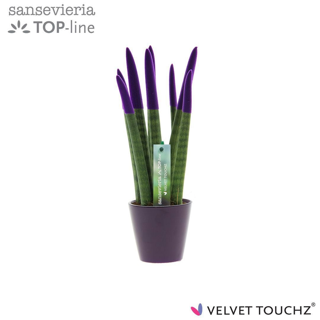 Sansevieria cylindrica 35cm 8.5cm Pot