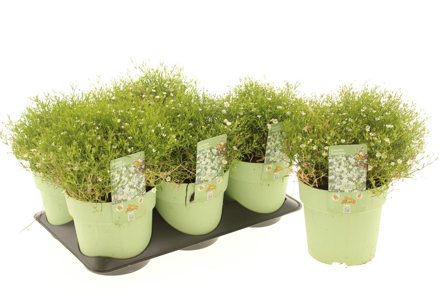 Gypsophila Teeny White 25cm 15cm Pot