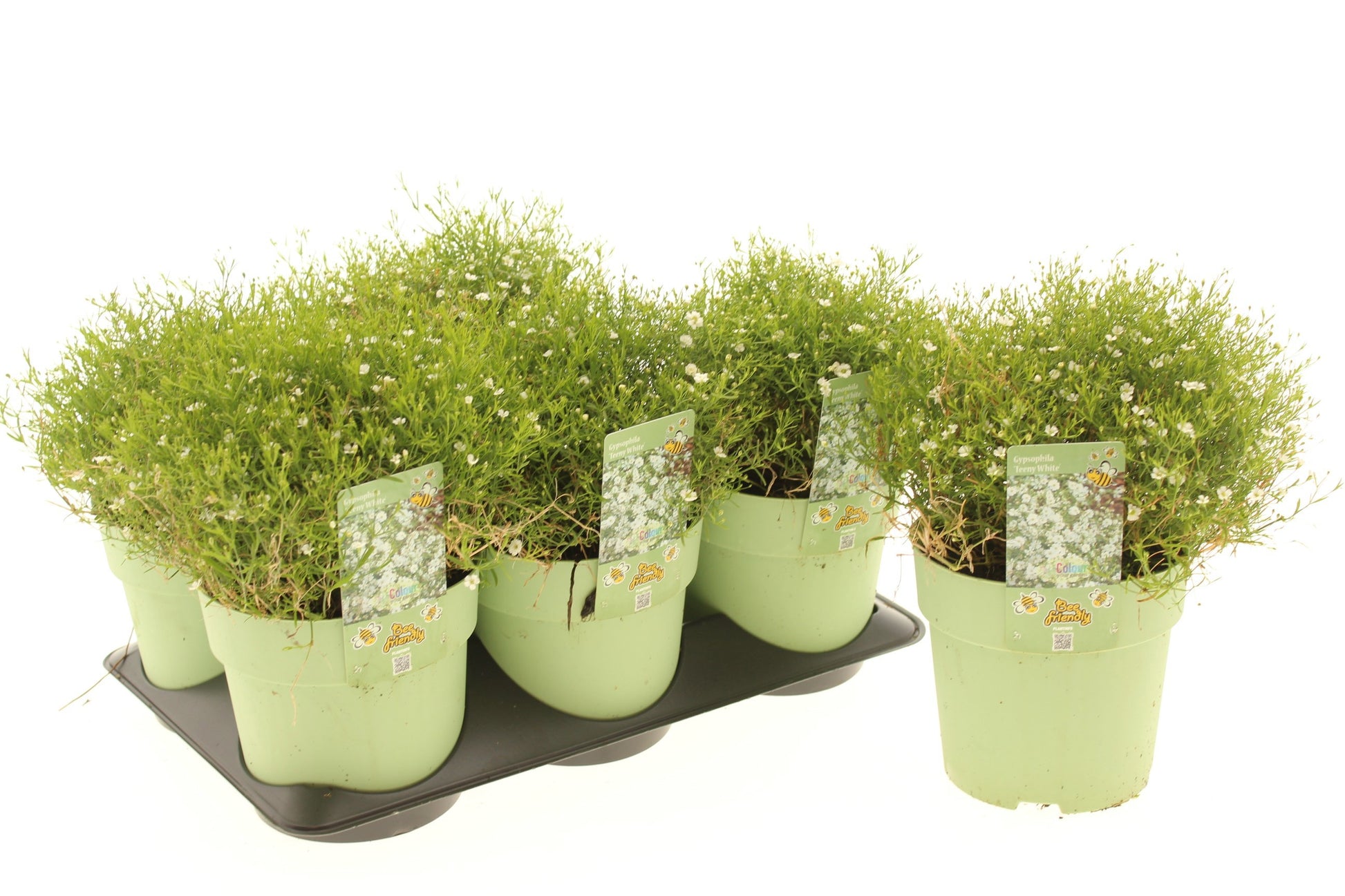Gypsophila Teeny White 25cm 15cm Pot