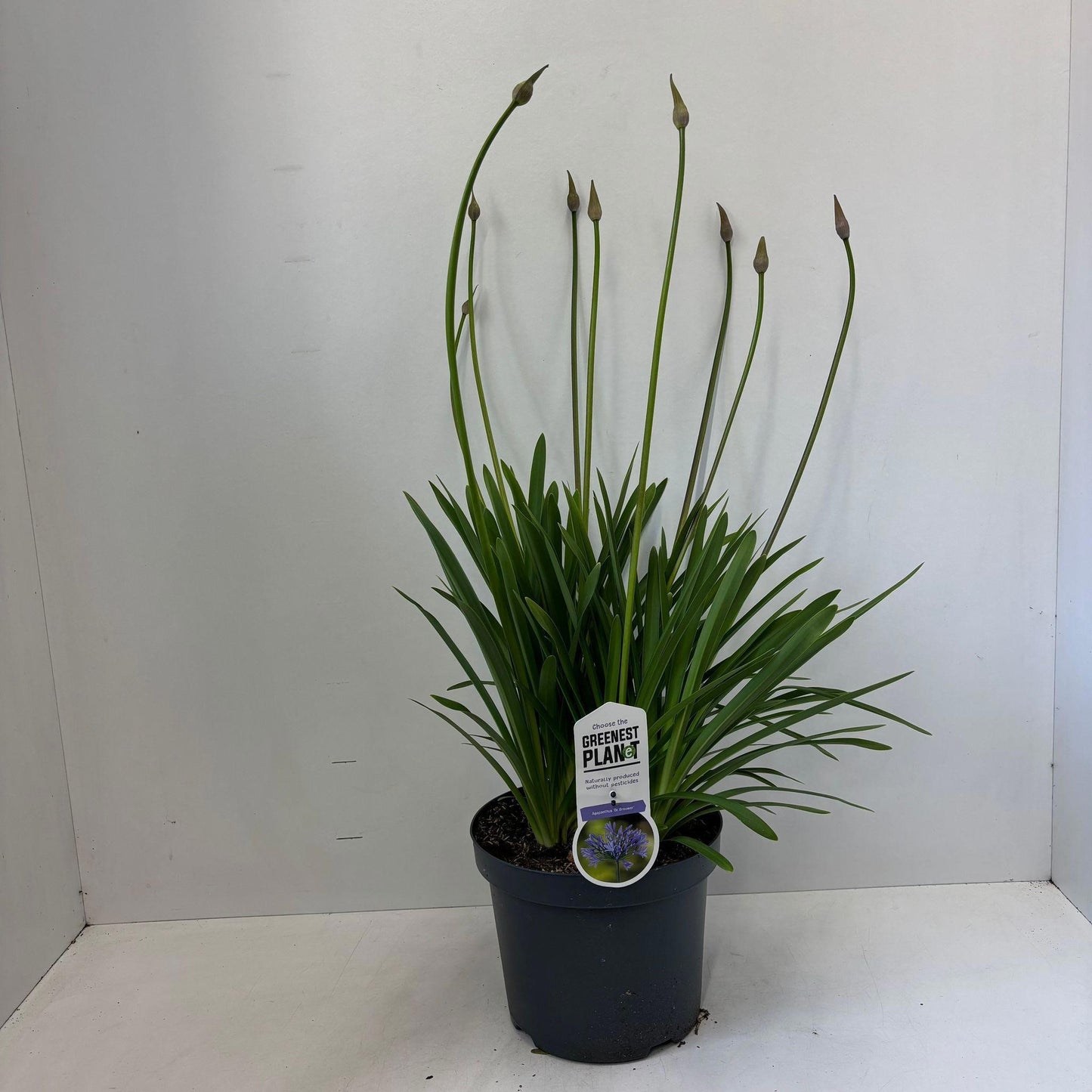 Agapanthus Dr. Brouwer 100cm 26cm Pot