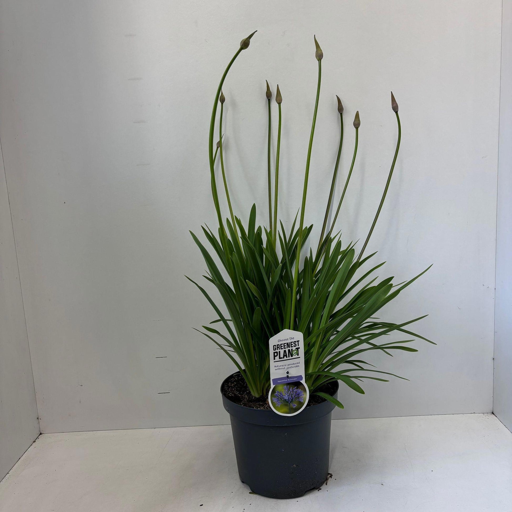 Agapanthus Dr. Brouwer 100cm 26cm Pot