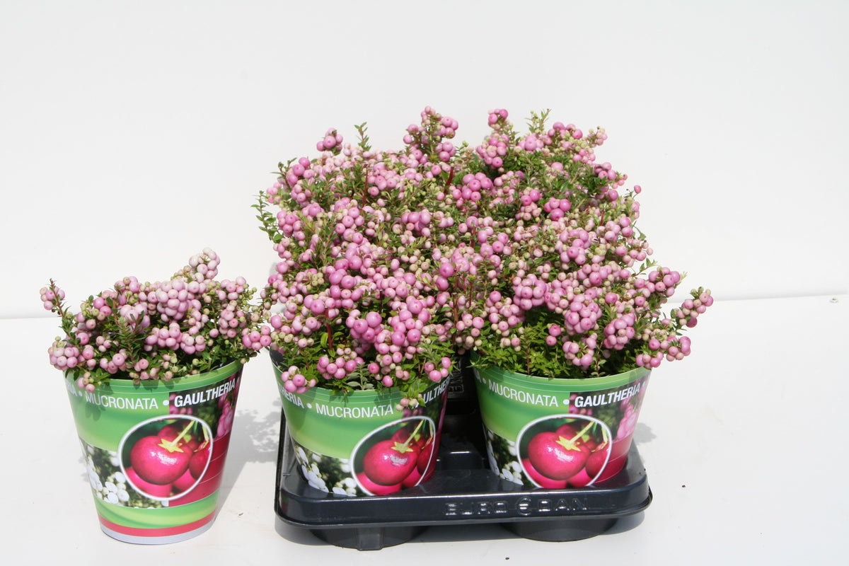 Gaultheria mucr. pink 25cm 14cm Pot