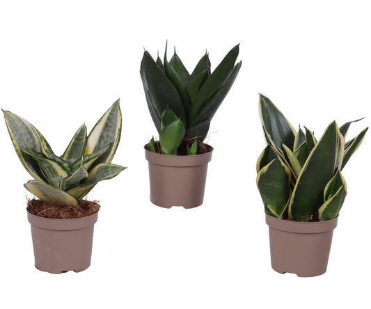 Sansevieria trifasciata 25cm 9cm Pot