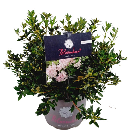 Rhododendron hippophaeoides 43cm 23cm Pot