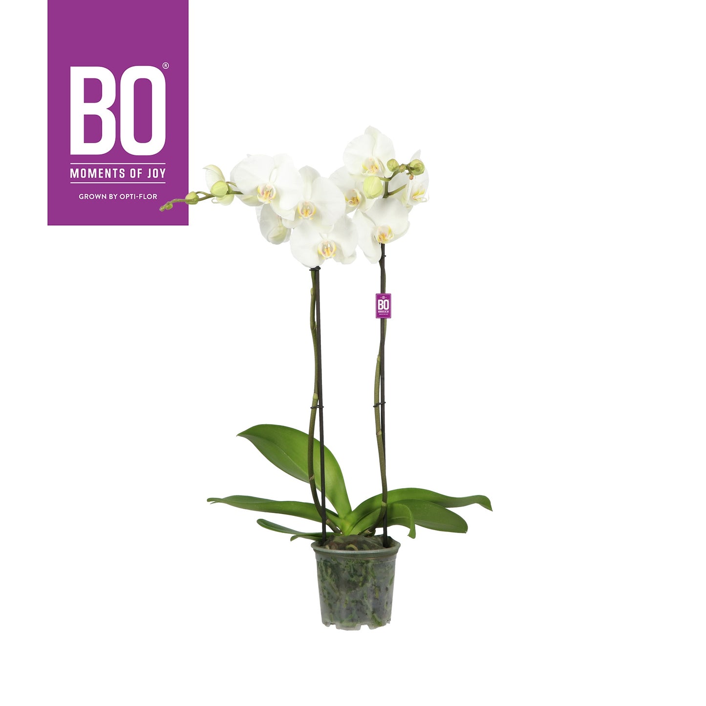 Phalaenopsis white 70cm 13cm Pot