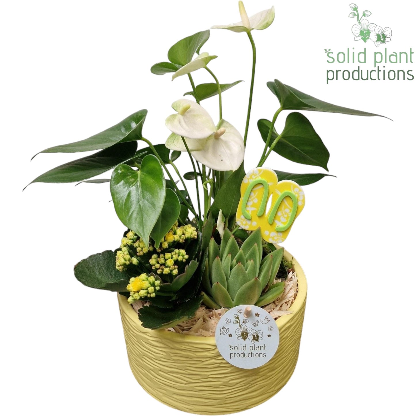 AT003 Loes Yellow Anthurium 42cm 22cm Pot