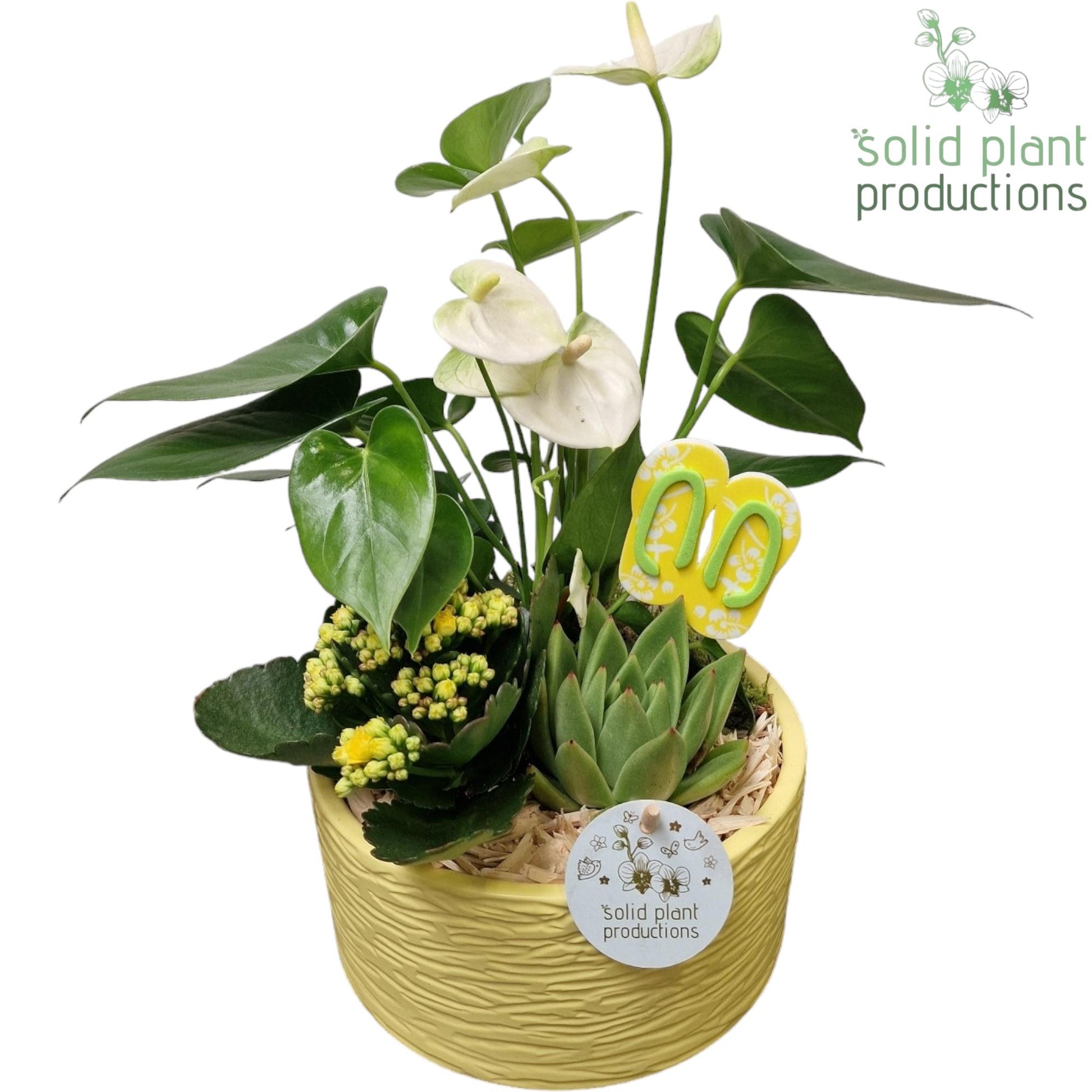 AT003 Loes Yellow Anthurium 42cm 22cm Pot