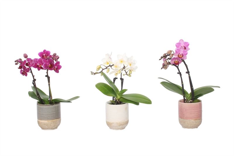 Phalaenopsis hybrid 17cm 6cm Pot