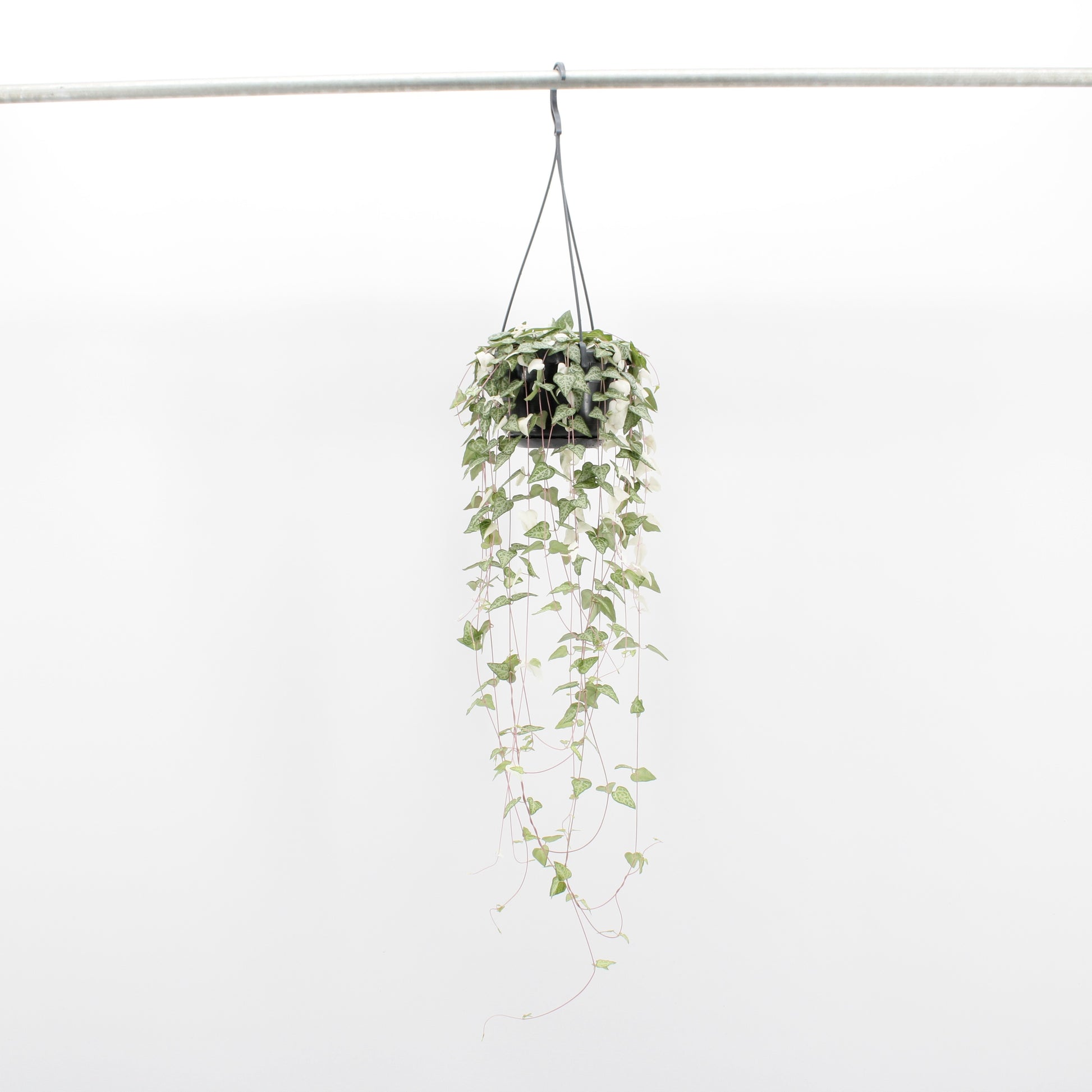 Ceropegia linearis Luuk 40cm 14cm Pot