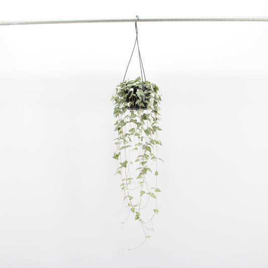 Ceropegia linearis Luuk 40cm 14cm Pot