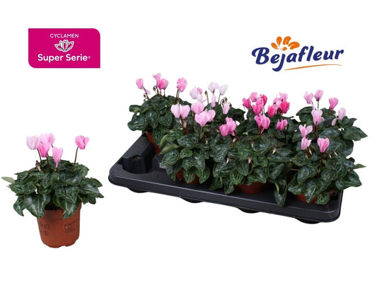 Cyclamen Crayon 20cm 10.5cm Pot