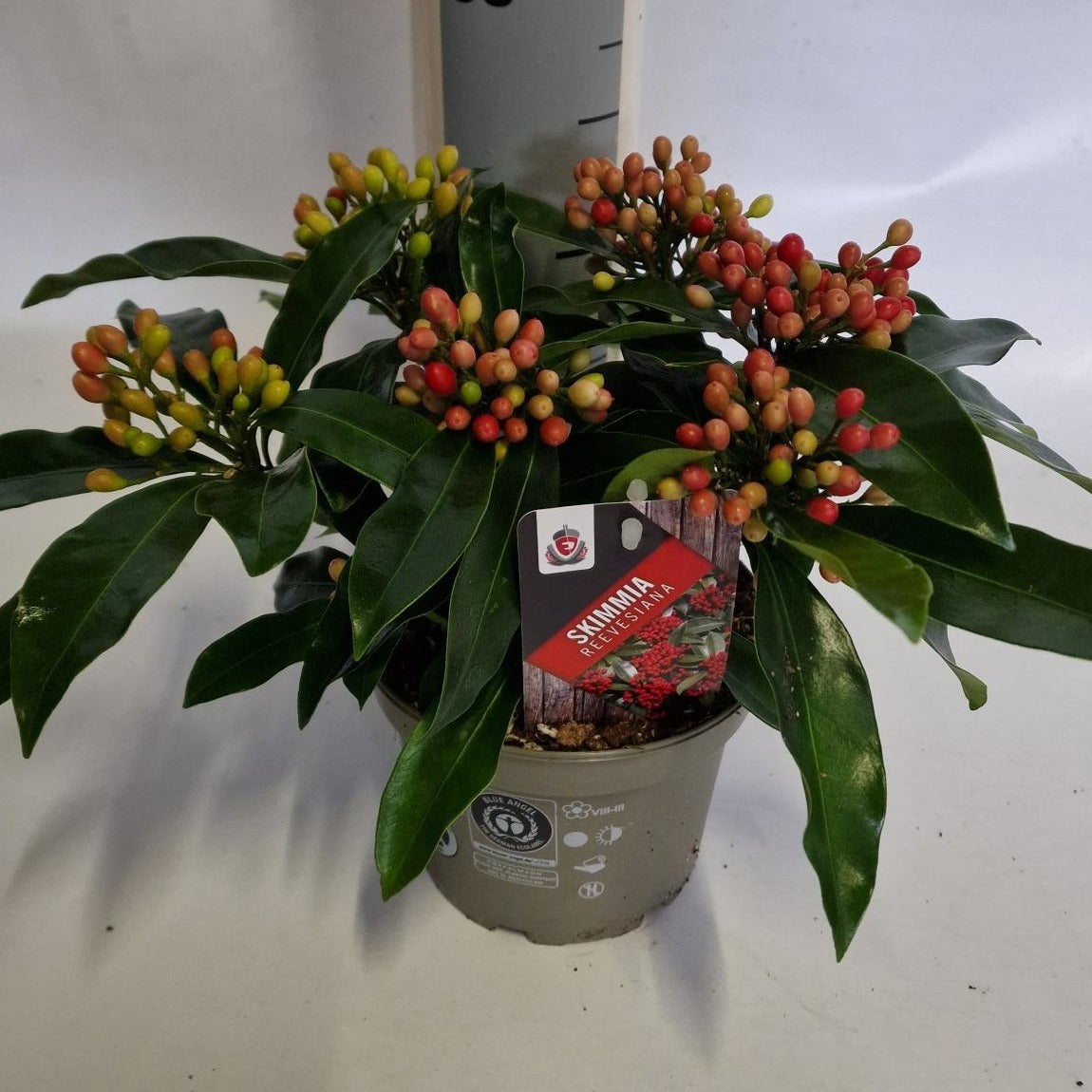 Skimmia japonica Reevesiana 25cm 15cm Pot