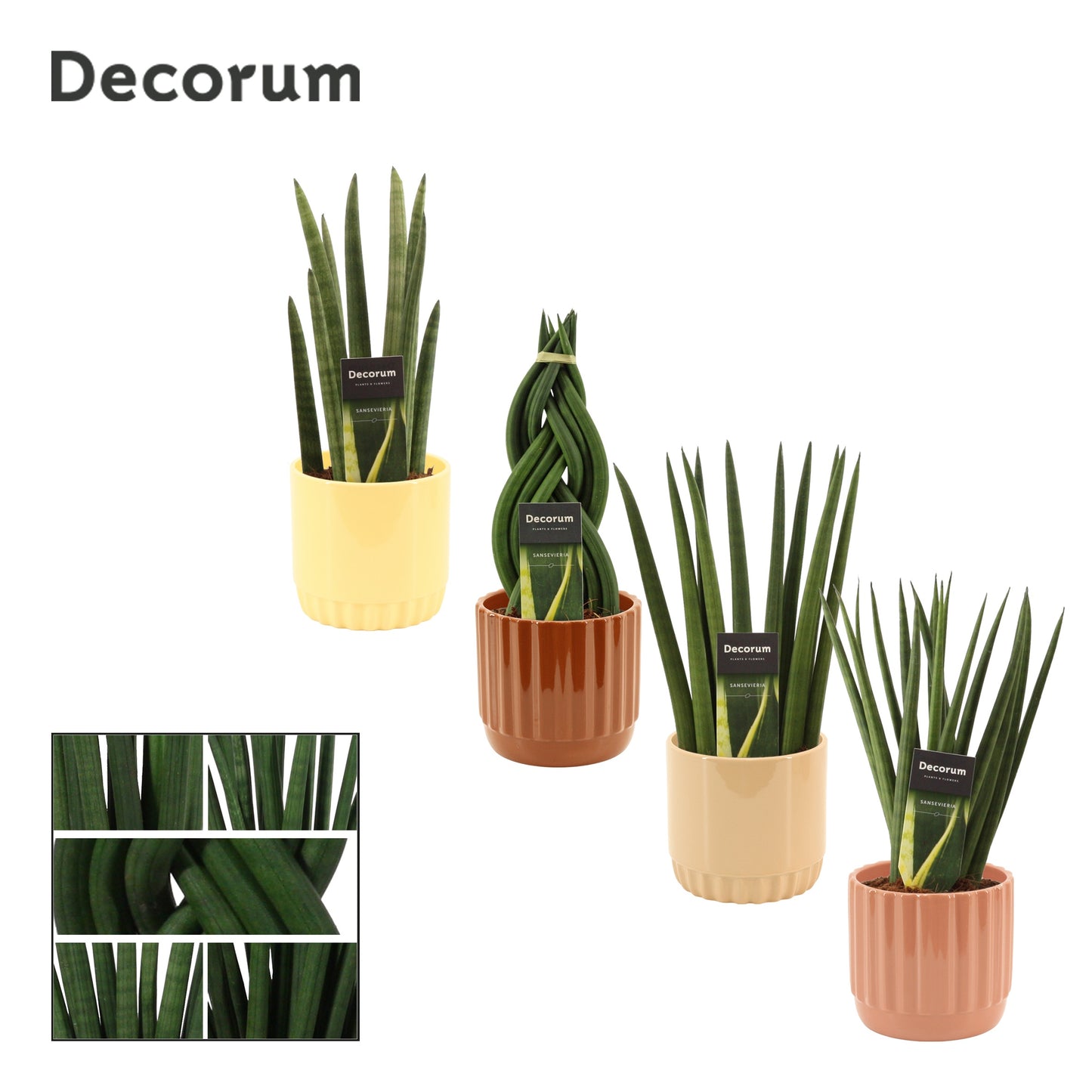 Sansevieria cylindrica 35cm 12cm Pot