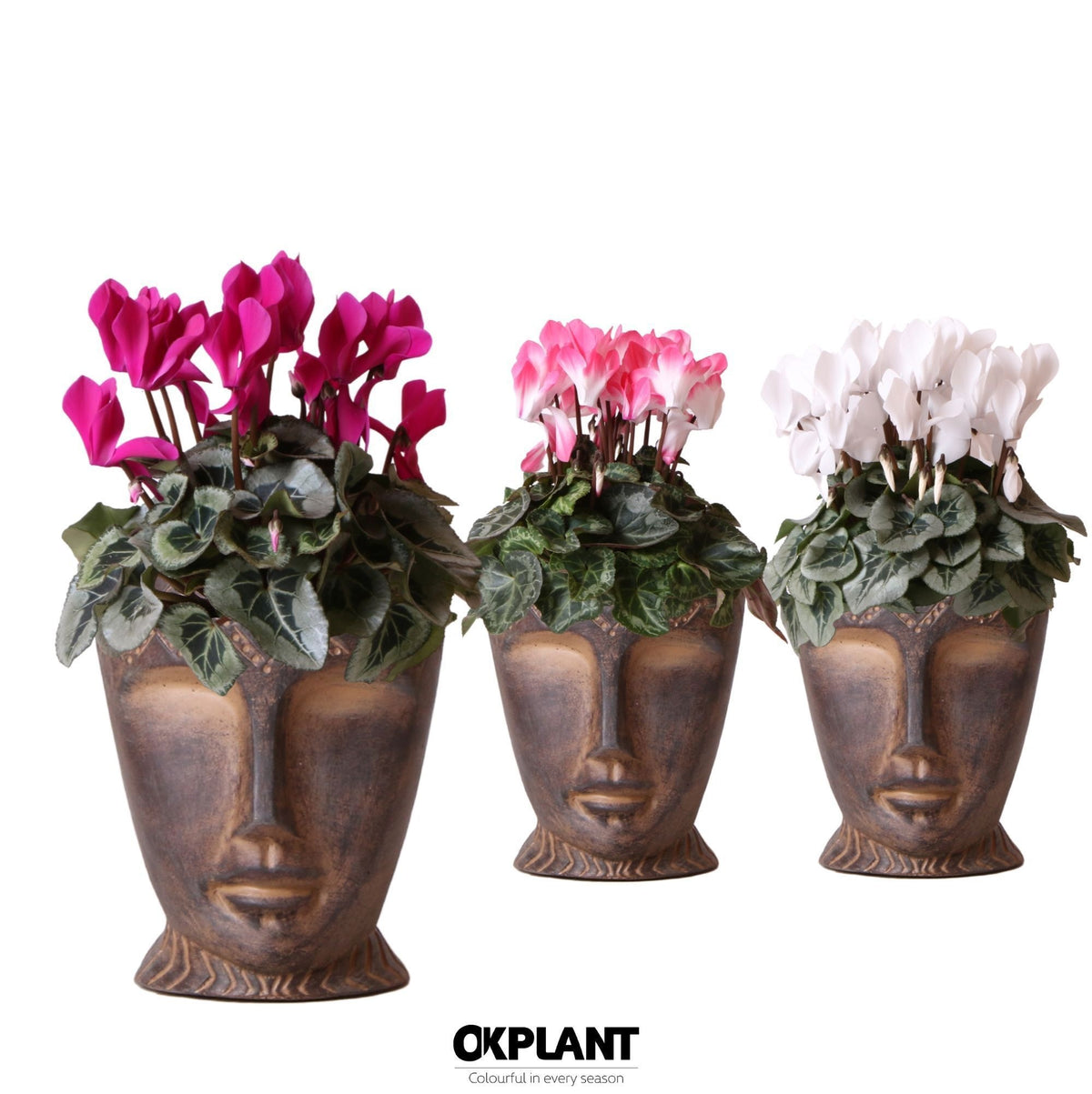 Cyclamen midi 30cm 12cm Pot