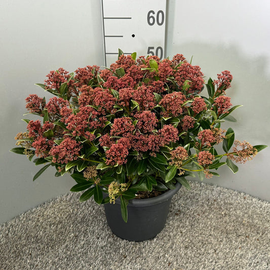 Skimmia japonica Rubesta 60cm 27cm Pot