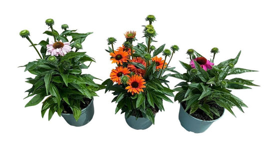 Echinacea Sunseekers mix 60cm 19cm Pot