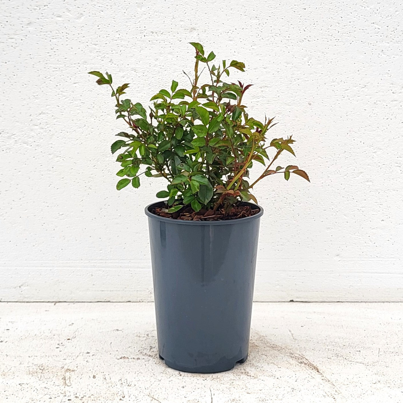 Rose Fairy King 15cm 17cm Pot