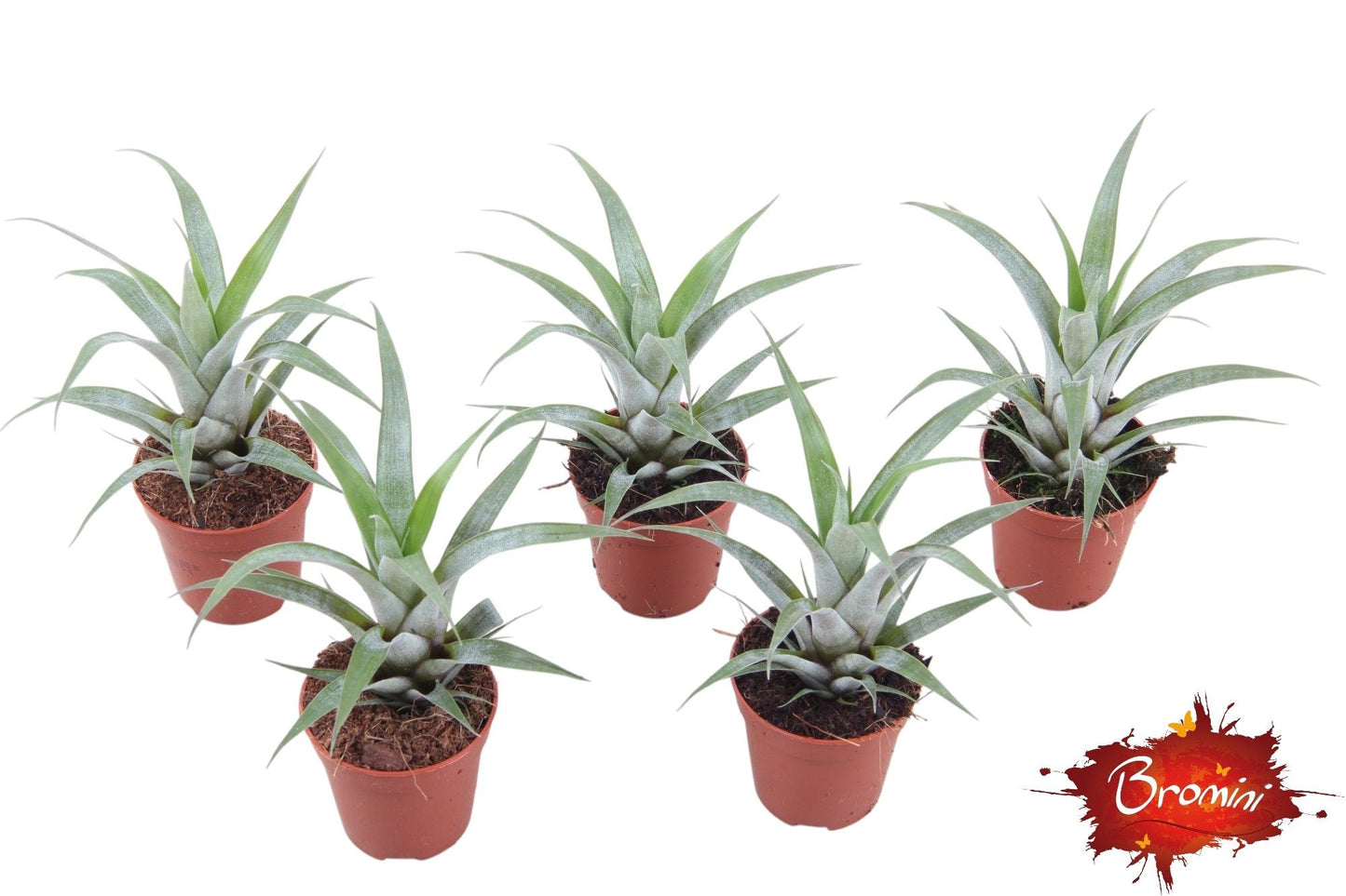 Rip Bromini BV Vriesea seideliana Pack of 20