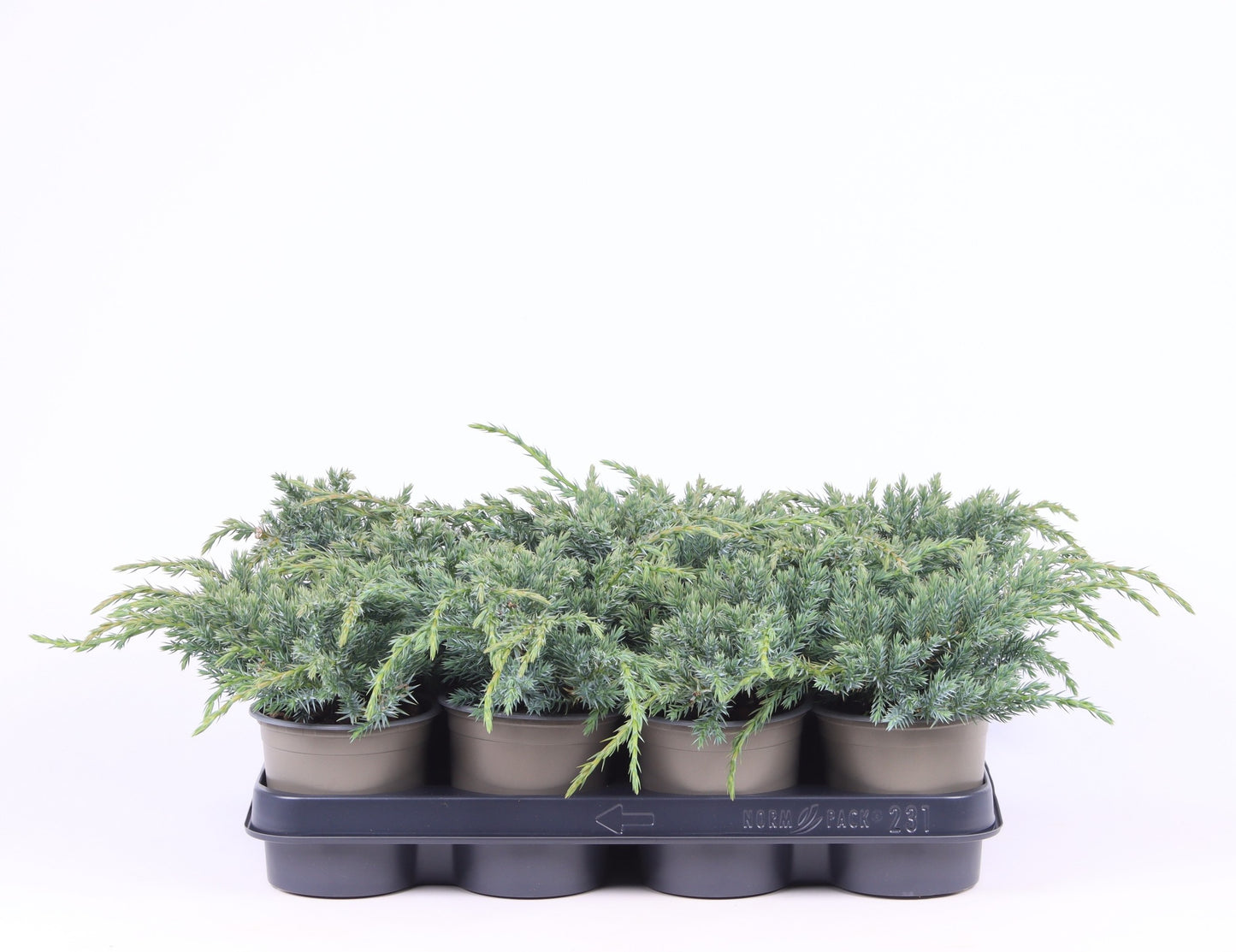juniperus-blue-carpet-20cm-11cm-pot