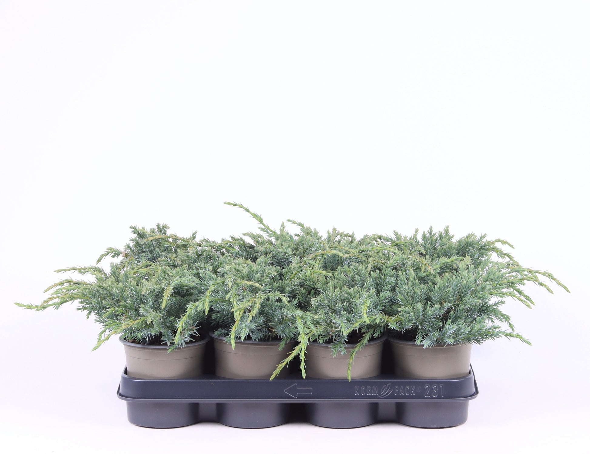 juniperus-blue-carpet-20cm-11cm-pot
